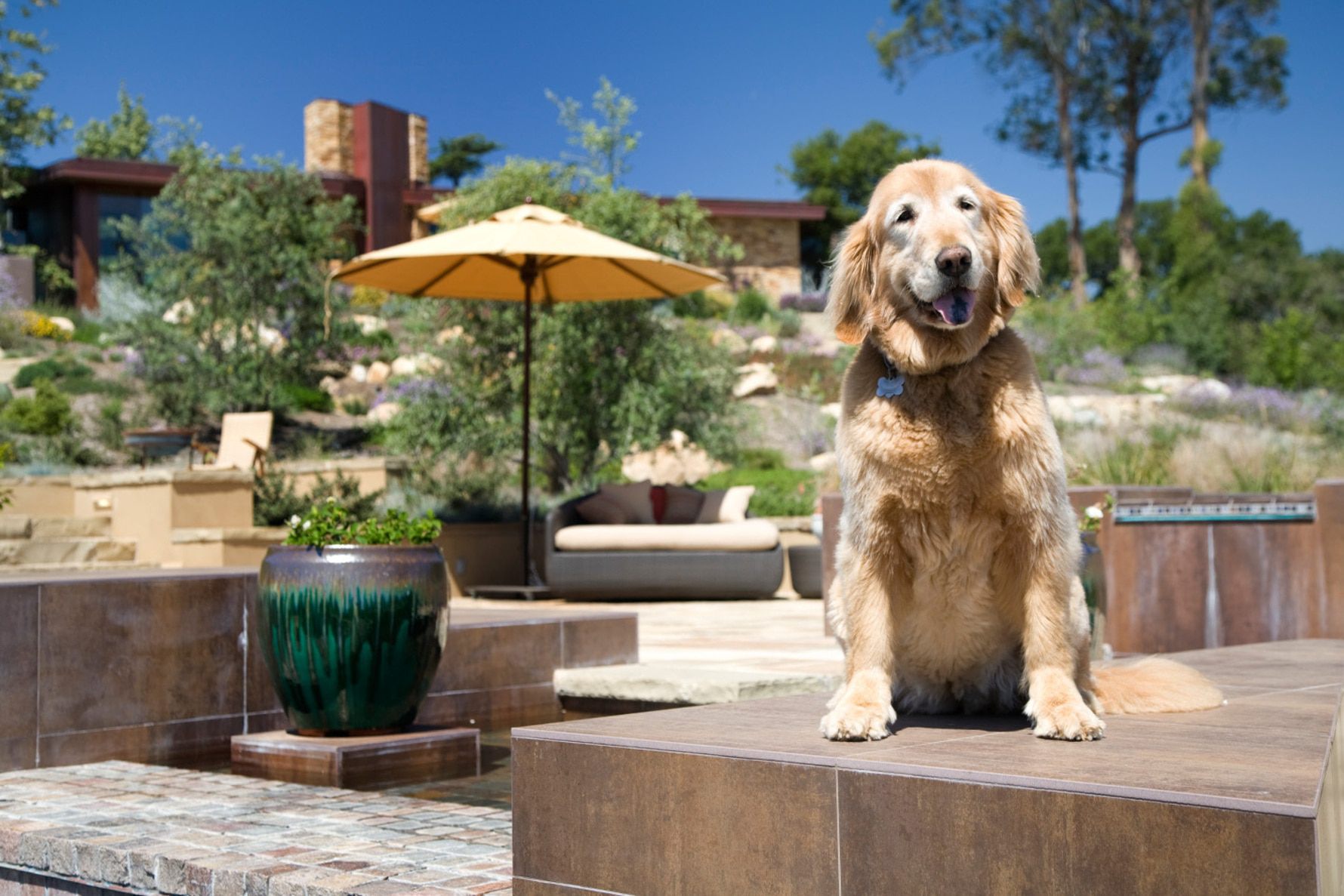 Sycamore-Residence-Pool-Pet-Dog